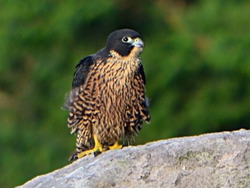 Falco peregrinus